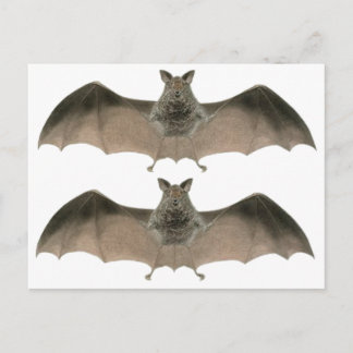Cartão Postal the bat
