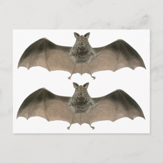 Cartão Postal the bat (Frente)