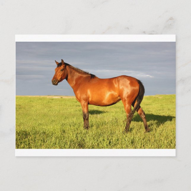 Cartão Postal The Bay Mare (Frente)
