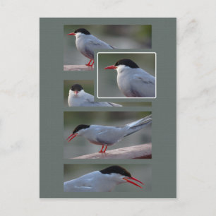 Cartão Postal The Bridge Guardian CC0216