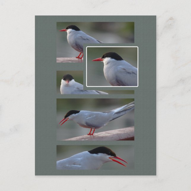 Cartão Postal The Bridge Guardian CC0216 (Frente)