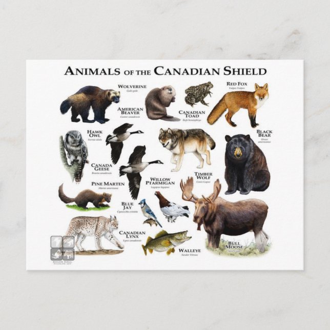 Cartão Postal "The Canadian Shield" (Frente)