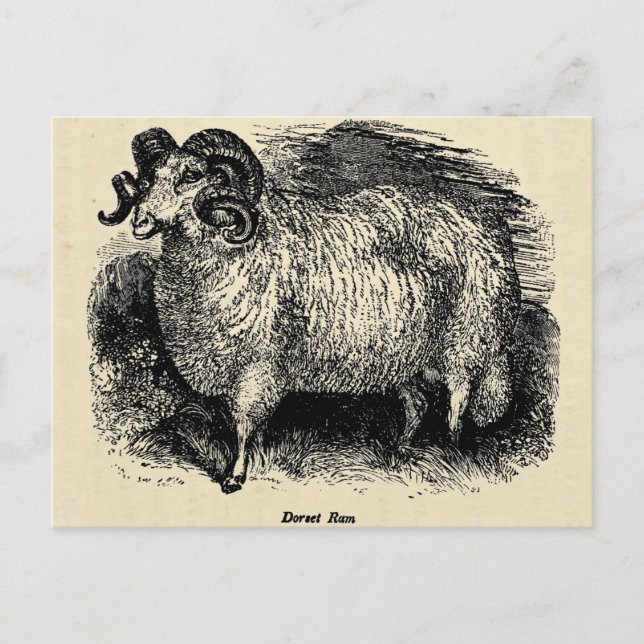 Cartão Postal The Dorset (Frente)