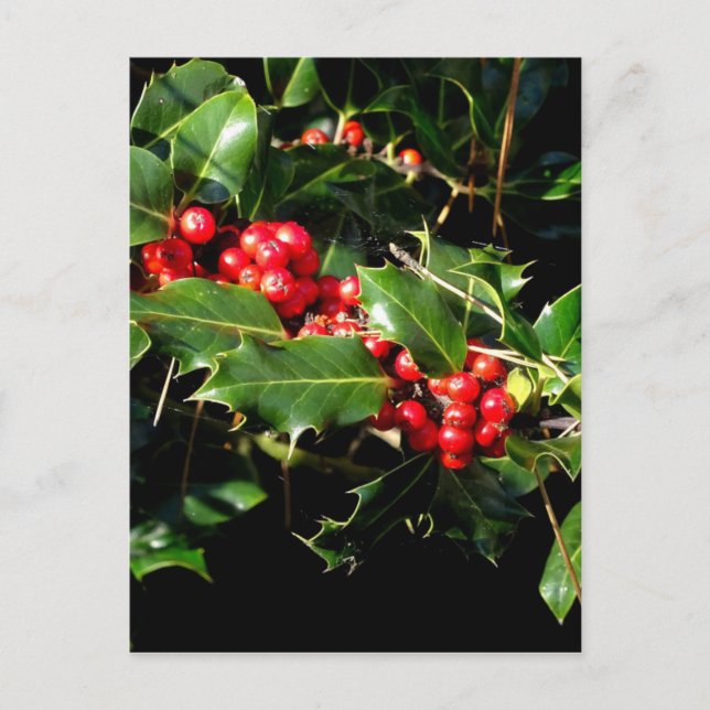 Cartão Postal The Holly And The Ivy (Frente)