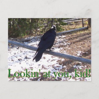Cartão Postal The Hungry Raven of Yellowstone