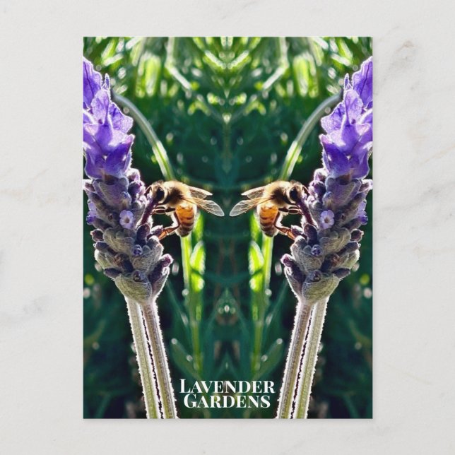 Cartão Postal The Lavender & The Bee (Frente)