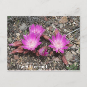Cartão Postal The Montana Bitterroot:  Flor favorita de Deus