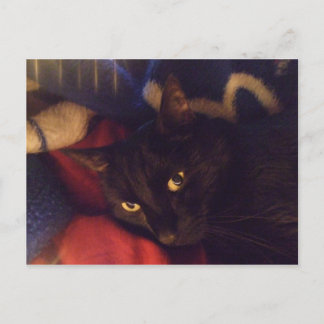 Cartão Postal The Most Handsome Cat in the World