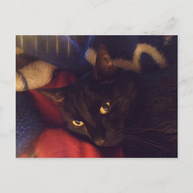 Cartão Postal The Most Handsome Cat in the World (Frente)