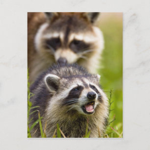 Cartão Postal The raccoon, Procyon lotor, is a widespread,