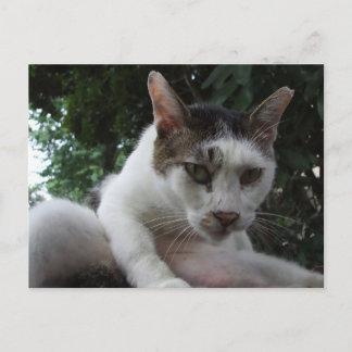 Cartão Postal The sharp, piercing gaze of a stray cat.