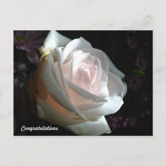 Cartão Postal The White Rose - Congratulations