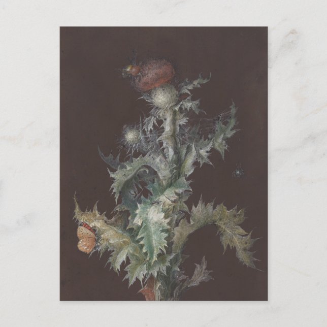 Cartão Postal Thistle com os Insetos 1755 Johann C. Dietzsch (Frente)