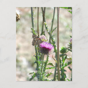 Cartão Postal Thistle Love