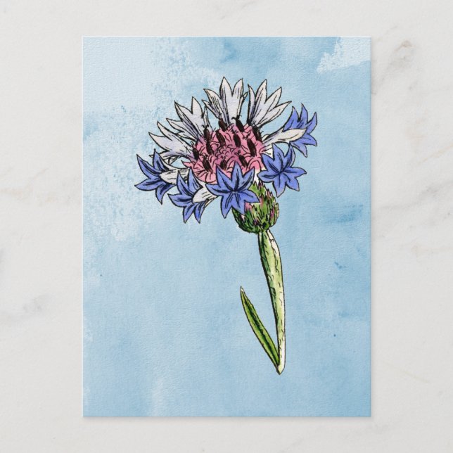 Cartão Postal Thistle Watercolor (Frente)
