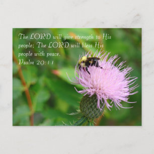 Cartão Postal Thistle Wildflower