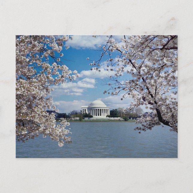 Cartão Postal Thomas Jefferson Memorial com Cherry Blossoms (Frente)