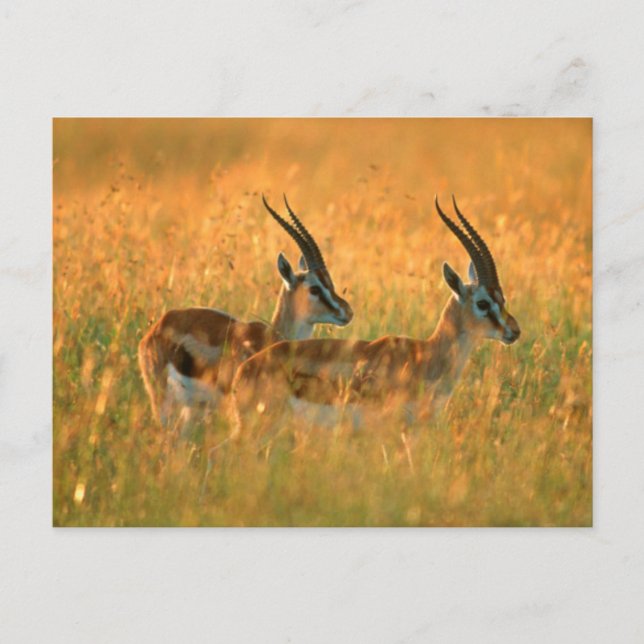Cartão Postal Thomson's Gazelle (Gazella Thomsonii) No Dawn (Frente)