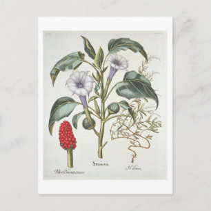Cartão Postal Thorn Apple, do "Hortus Eystettensis" de Bas