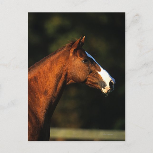 Cartão Postal Thoroughbred Horse Headshot (Frente)