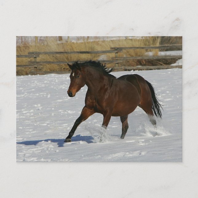 Cartão Postal Thoroughbred Horse Running in the Snow (Frente)