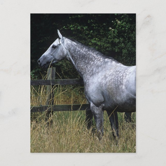 Cartão Postal Thoroughbred Horse Standing by Fence (Frente)