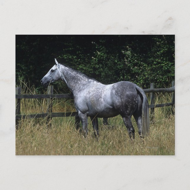 Cartão Postal Thoroughbred Horse Standing by Fence (Frente)