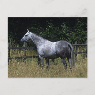Cartão Postal Thoroughbred Horse Standing by Fence