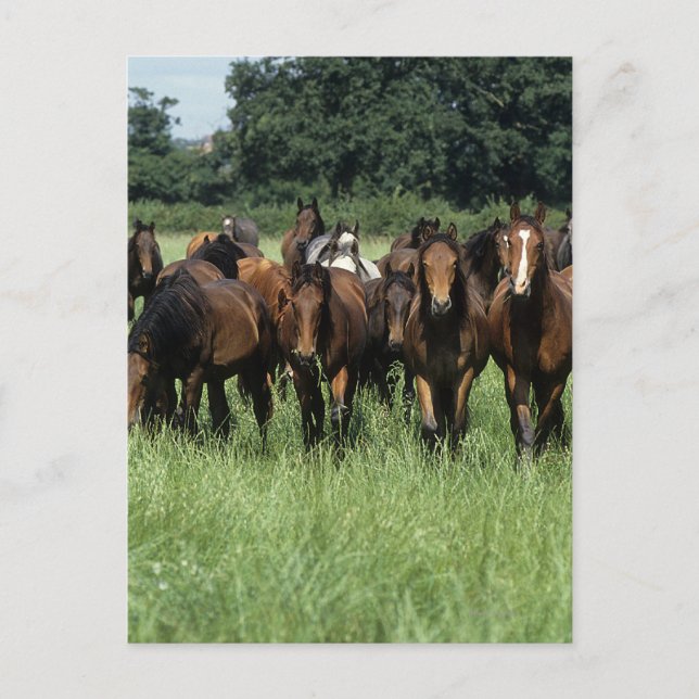 Cartão Postal Thoroughbred Youngsters (Frente)