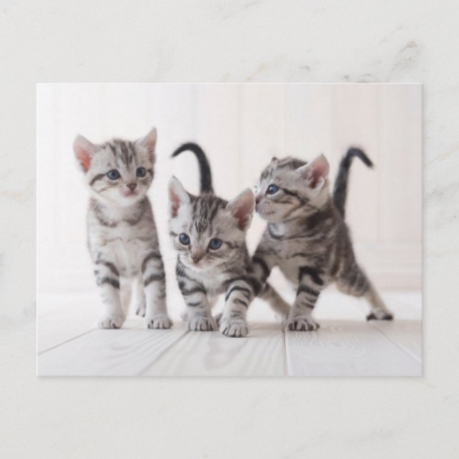 Cartão Postal Three American Shorthair Playing (Frente)