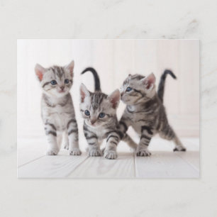 Cartão Postal Three American Shorthair Playing