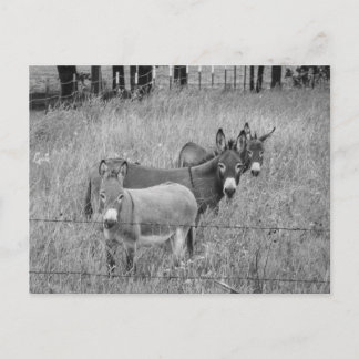 Cartão Postal Three amigos