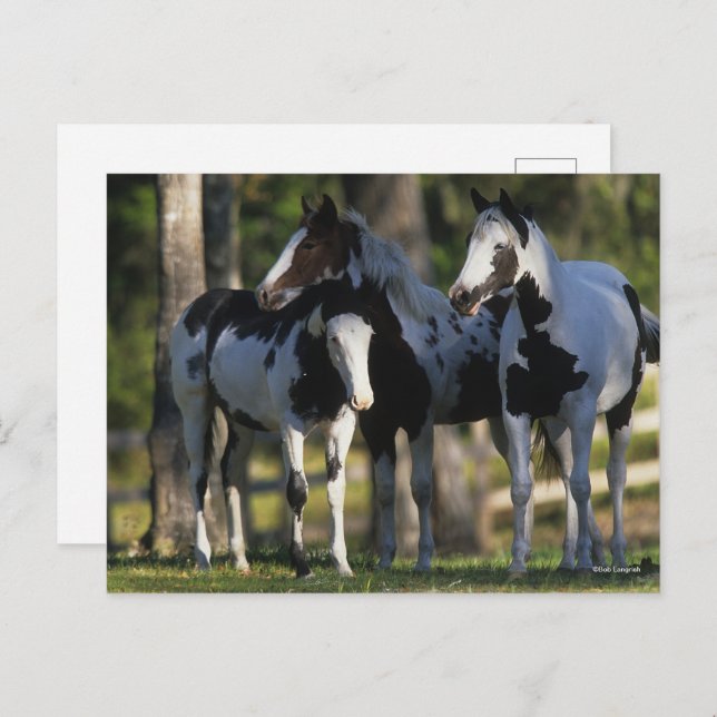 Cartão Postal Three Paint Horses Standing Together (Frente/Verso)