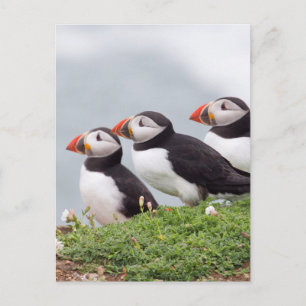 Cartão Postal Three Puffins