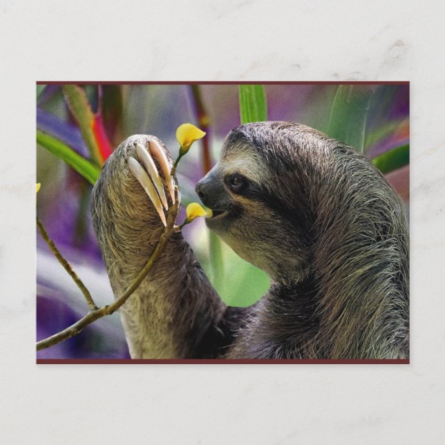 Cartão Postal Three-Toed Tree Sloth (Frente)