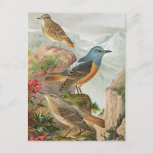 Cartão Postal Thrush de Rock Comum