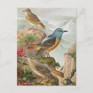 Cartão Postal Thrush de Rock Comum
