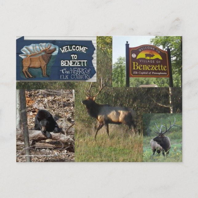 Cartão Postal Thstorm Elk BENEZETTE PA (Frente)