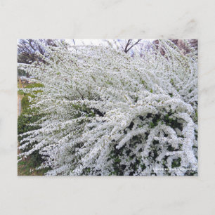 Cartão Postal Thunberg's meadowdoce: Cartão-postal