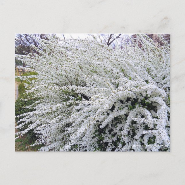 Cartão Postal Thunberg's meadowdoce: Cartão-postal (Frente)