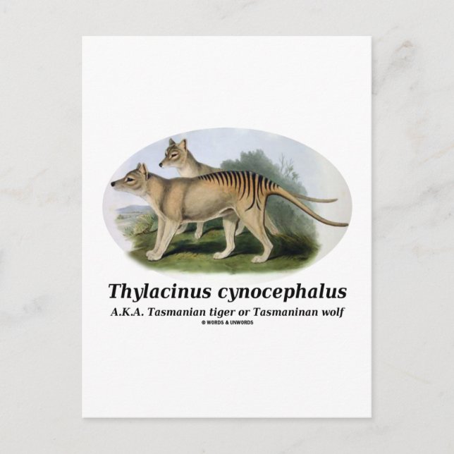 Cartão Postal Thylacinus cynocephalus (tigre ou lobo da Tasmânia (Frente)