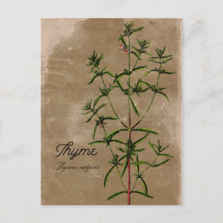 Cartão postal Thyme Herb de Estilo Vintage