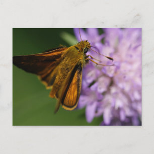 Cartão Postal Thymelicus lineola