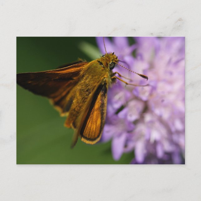 Cartão Postal Thymelicus lineola (Frente)