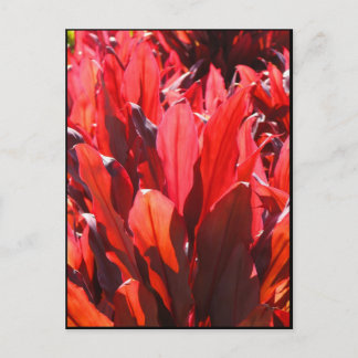 Cartão Postal Ti Vermelho