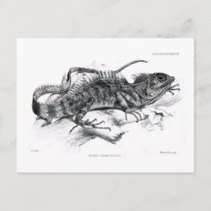 Cartão Postal Tiaris tuberculatus