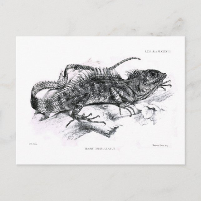 Cartão Postal Tiaris tuberculatus (Frente)