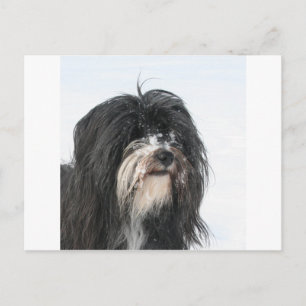 Cartão Postal Tibet_Terrier