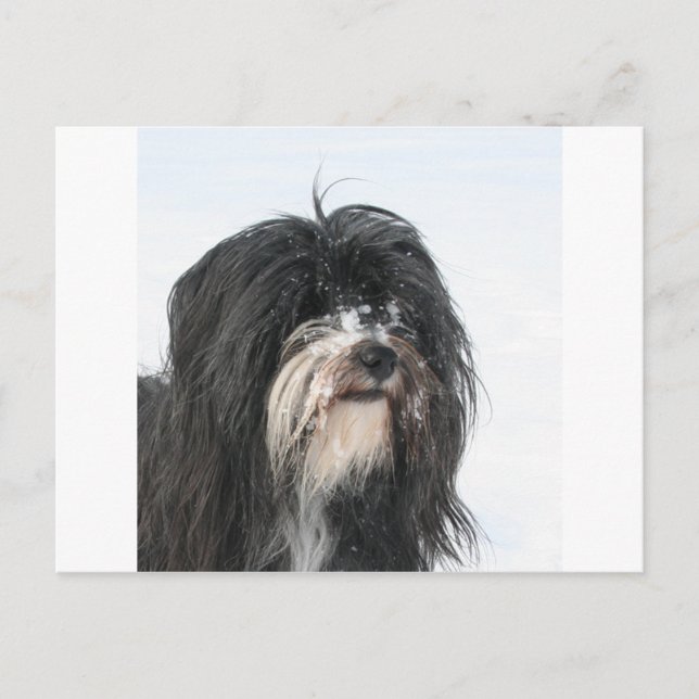 Cartão Postal Tibet_Terrier (Frente)