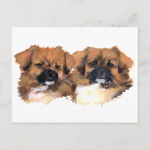 Cartão Postal Tibetan Spaniels Head Study